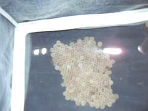 trout eggs