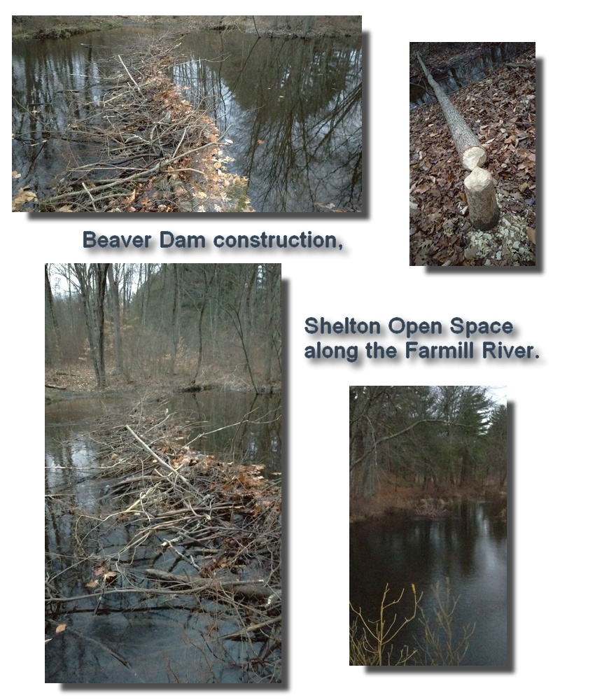 Beaver Dam Construction in Full Swing FmRA
